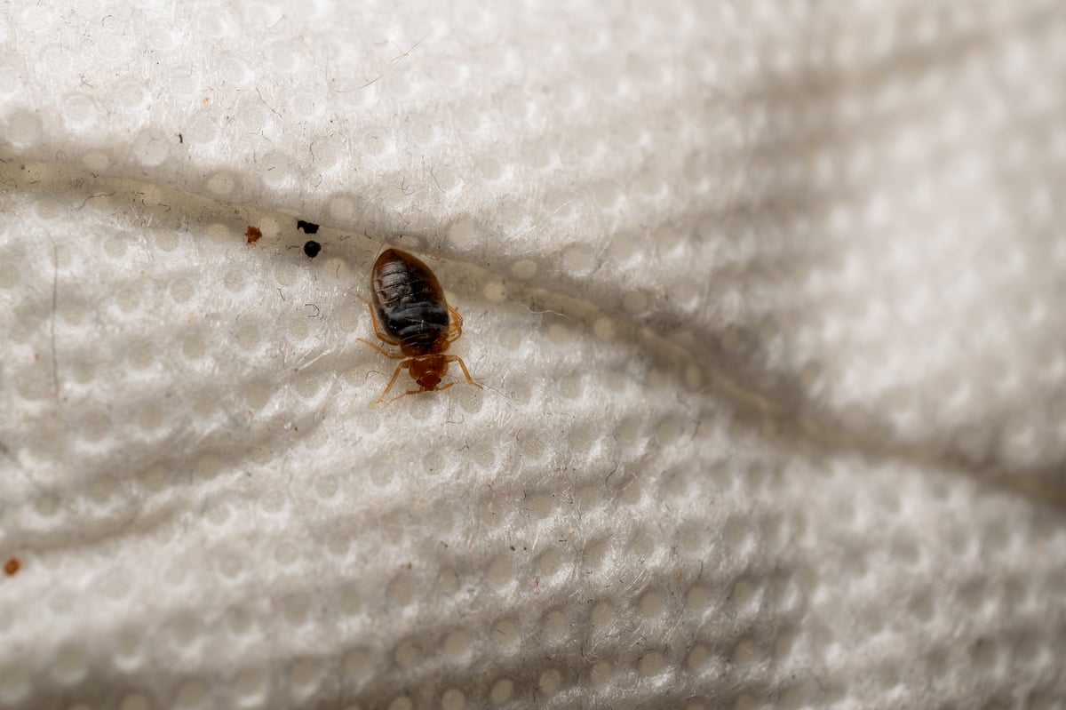 Primer plano macro de una chinche de cama sobre tela blanca